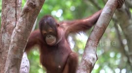 Rescued orangutan who developed fear of HEIGHTS learns how to climb tree on first day at 'Forest School'