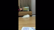 temp