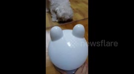 my small dog is coward where are u