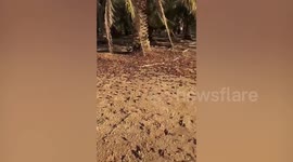 Thousands of locusts cover the ground in Saudi Arabia