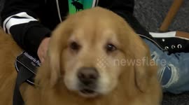 How to pet your dog without giving the wrong message