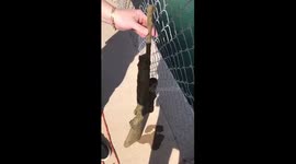 Arizona father and son duo shocked after they recover '20-year-old' rifle while magnet fishing