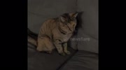 temp