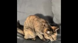 Clara, the retrieving cat