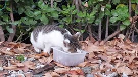 a stray odd eye cat feeding on food