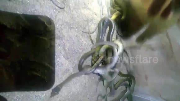 Vietnamese man finds dozens of snakes slithering around in his kitchen ...