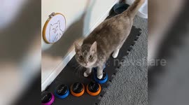 Watch as this genius cat uses paw-activated buttons to speak with her owner