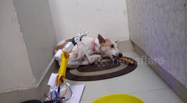Man develops special robot to look after ailing dog in northern India