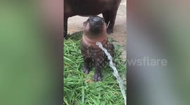 Baby hippo loves being splashed with water