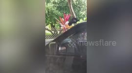 Silly bird slides down car windshield while trying to climb onto roof