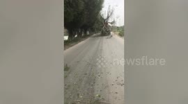 Reckless truck driver drags down roadside trees