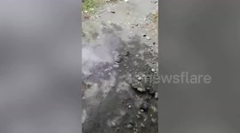 Dog steals neighbour’s plants and takes them home