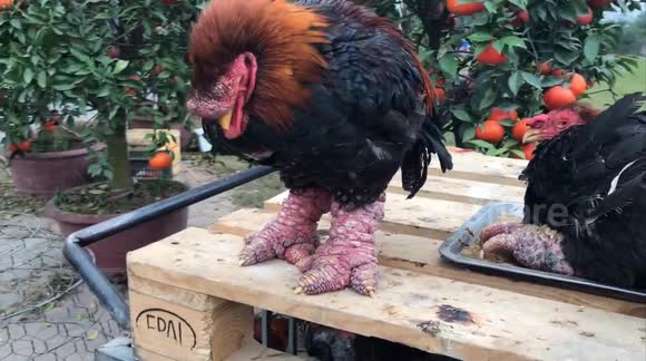 Grotesque, gawky and giant legs of these rare Dong Tao chickens are a sight to see