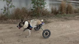 Disabled dogs run outside for their daily walk at rescue shelter in Thailand opened by Swedish entrepreneur