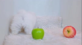 [pet dog] Pomeranian puppy prank