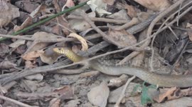 Ratsnake finding her food for a pray