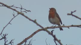 Birds Sing On The Dawn Chorus 3/3