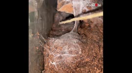 'Massive Tarantula Dramatically Emerges to Get Fed '