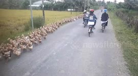 Flock of ducks move along roadside to leave space for passing vehicles