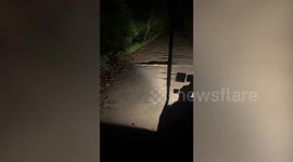 Python slithering across road holds up traffic