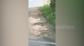 Cat curiously watches snake on the road