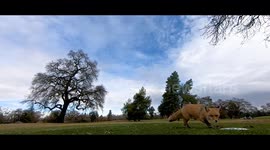 Beautiful Curious Fox follows a FPV Racing drone.