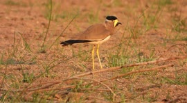 Beautiful yello-wattled lapwing bird in pond area .