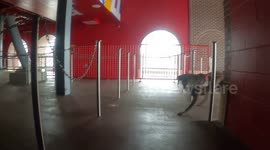 Trailing K9 finds its subject