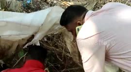 Stranded yellow ratsnake rescued in Southern India's Union Territory of Puducherry