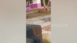 Wild elephant raids schoolyard in Thailand and rings the bell with its trunk