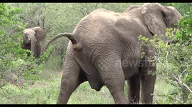 Elephant makes a big poo.