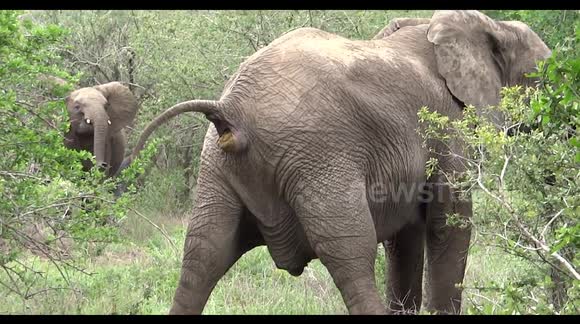 Elephant makes a big poo. - Buy, Sell or Upload Video Content with Newsflare