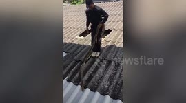 Skilful animal rescuer catches fierce snake on roof