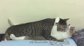 Kitty PG 13! Pet cats kiss and hug each other in bed