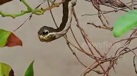 Caterpillar shocks passing hiker who thought it was a snake