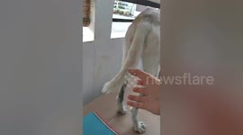 Dog amusingly moves tail to prevent owner from touching it