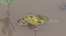 Bullfrogs mating and egg-laying – with occasional interference from other males