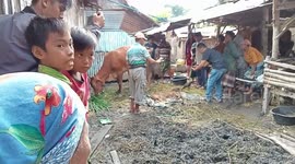 a calf belonging to heri, a resident of tal cage, sub-district of Kota  Anyar , Probolinggo, is unique and is a spectacle for residents