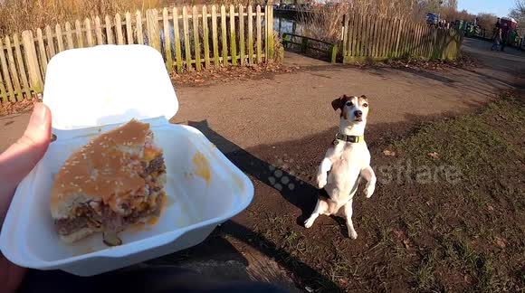 UK park-goers left in fits of laughter after Jack Russell begging for food sits like human