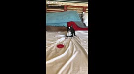 Getcha - Boston Terrier at play