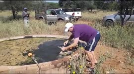 Huge snake almost bites worker