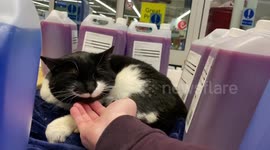 This video shows the moment a Tesco shopper reached out and moved a five-litre jug of screenwash - only to reveal a fluffy cat that had made its bed in the middle of the store