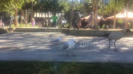 Australian street birds