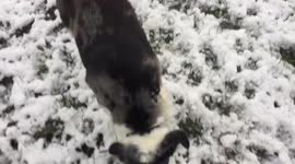 Gunner’s first snow experience