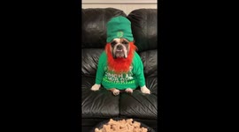 Bulldog celebrates St. Patrick's Day in style