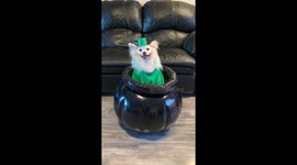 This happy Leprechaun is willing to pose in exchange for dog treats.