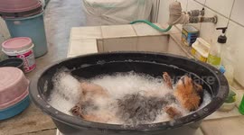 Doggy daycare: Adorable footage shows dog enjoying bubble bath like baby