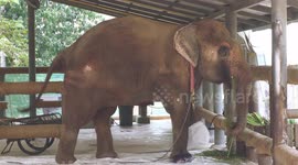 Motala the Thai elephant landmine victim is sixty years old and lives in hospital