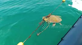 Endangered sea turtle stuck in net rescued in southern Thailand