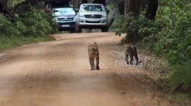 Mother leopard and cub seen crossing forest road together in Sri Lanka